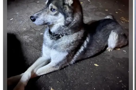 Собака Лайка (хаски) найдена на ул. Солдатова, 28А, Пермь
