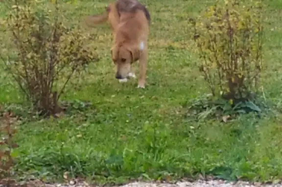 Найдена собака в Тульской области