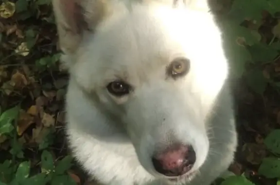 Пропала собака Кобель, 3 года, потерялся в лесу на Октябрьской улице