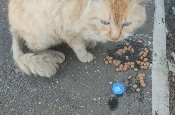 Найдена кошка в плохом состоянии на Мельничной улице, 26, Ярославль