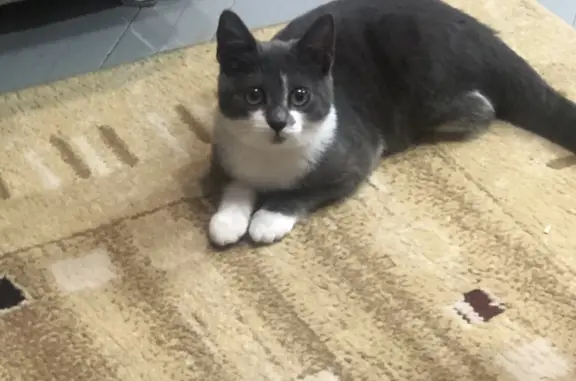 Кошки потеряшки, Санкт-Петербург, фото: Потеряшка кошка на ул. Фучика, 2, СПб