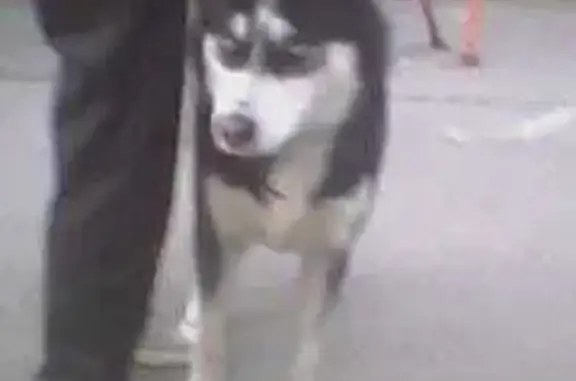 Найдена собака похожая на Хаски, Гусинобродское шоссе, 29, Новосибирск