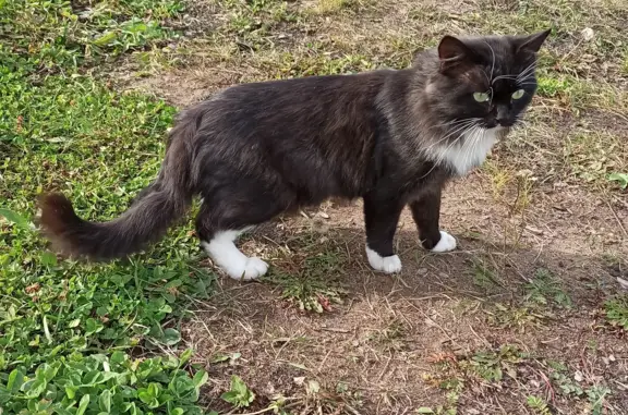 Найдена кошка в Челябинской области