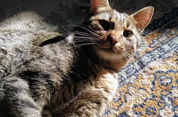 Пропала кошка в Залесье, Кинешма.