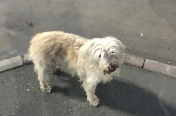 Потерянный домашний пес на ул. Мясниковой, Новосибирск