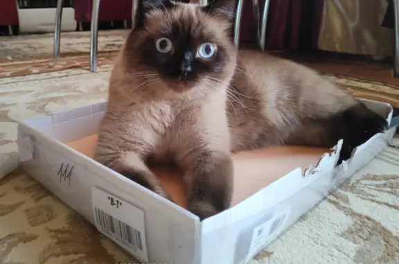 Кошки потеряшки, Новосибирск, фото: Потеряшка кошка: кот, кремово черный, Бронная ул., 45/5, Новосибирск