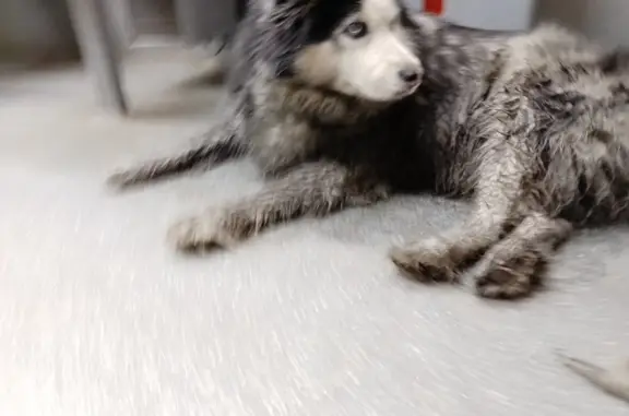 Найдена собака с ошейником в трамвае до Арбузова