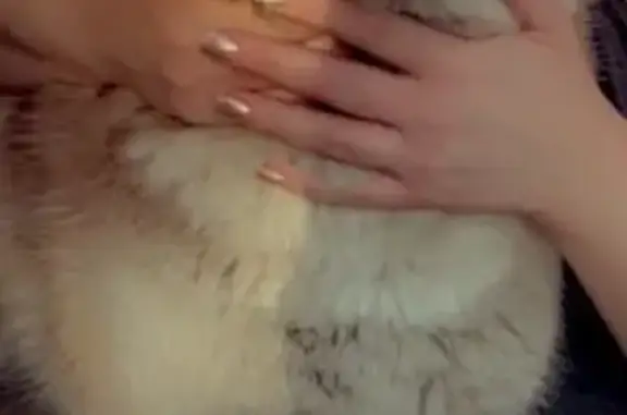 Собаки потеряшки, Лосиный, фото: Потеряшка собака Пол, окрас медный, ул. Пушкина, 2