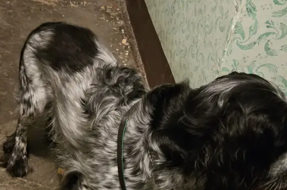 Найдена собака, Санкт-Петербург, фото: Спаниель русский найден на ул. Композиторов, 26/3, СПб