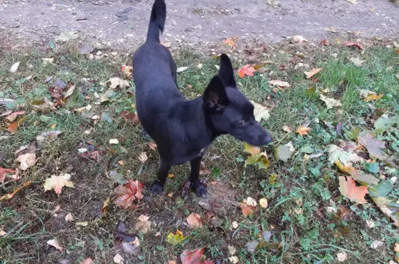 Найдена маленькая пугливая собака на ул. Пузакова, 78, Тула