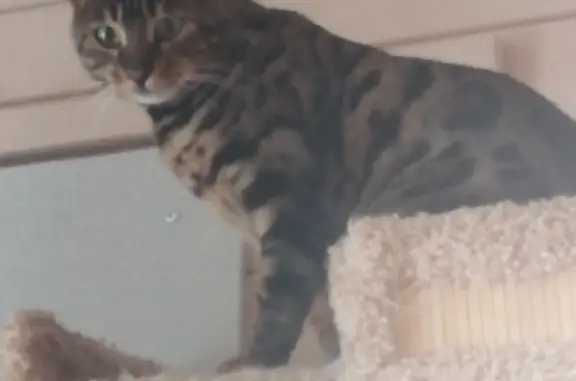 Объявления о пропавших и найденных животных, Якоть, фото: Пропала кошка на Полевой улице, Якоть