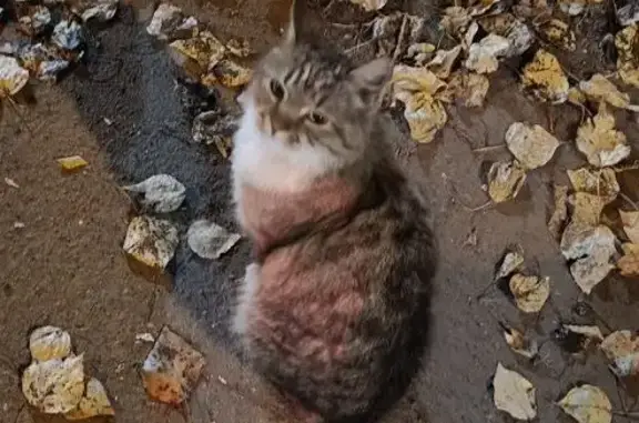 Найдена ручная кошка без ошейника на Рязановском шоссе, 31 к1