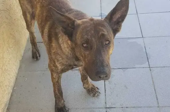Найдена собака в Пятигорске, нужны хозяева