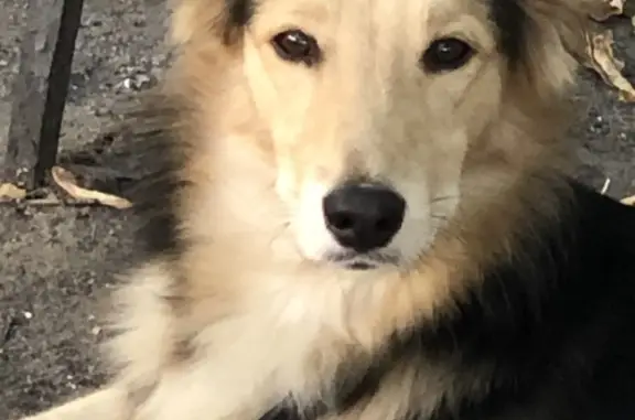 Собака найдена на Свято-Троицком бульваре, 1, Белгород