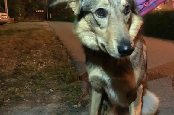 Найдена собака на ул. Пришвина, Красногорск