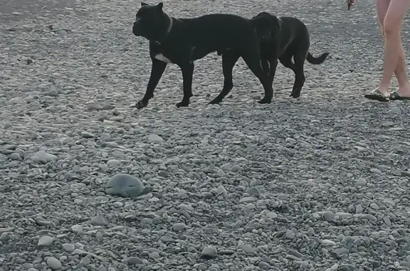 Собака породы Кане корса найдена на пляже