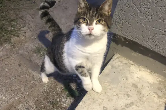Найдена кошка на Ручейной ул., Калининград