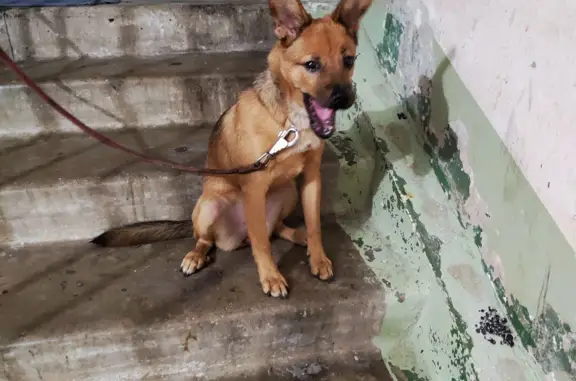 Найдена собака Щенок, проспект Красного Знамени, 91, Владивосток