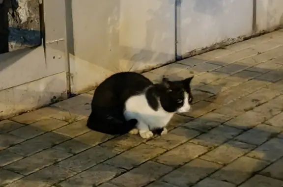 Найдена кошка: ул. Лаптева, Московский