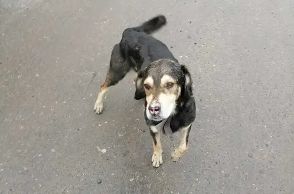 Пропала собака Джэк, ул. Воронина, 55, Архангельск