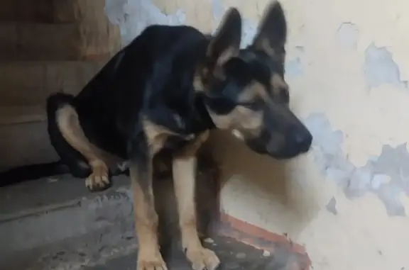 Найдена собака в Авиастроительном районе, Казань