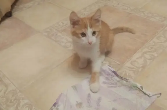 Найден котенок на ул. Егорова, 5, Самара