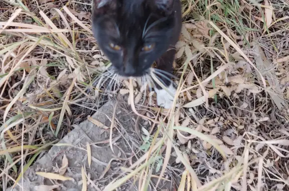 Найдена черно-белая кошка, Хабарова, 21, Якутск