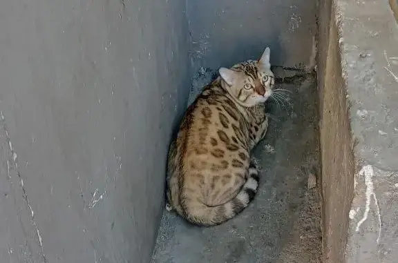 Найден полненький Бенгальский кот, Гагарина 9, Люберцы