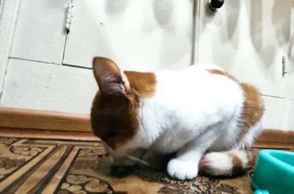 Найден белый кошка с рыжими пятнышками в Нефтеюганске
