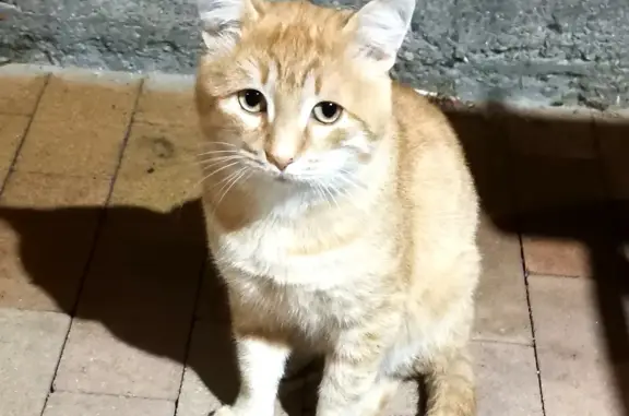 Найдена кошка на ул. Авиаторов, Пятигорск