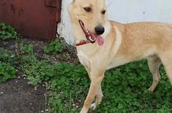 Пропала собака в Черногорске, ул. Ген. Тихонова
