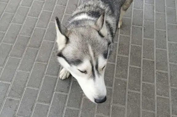 Собака найдена около бывшей Карусели на Московском шоссе, 122, Нижний Новгород