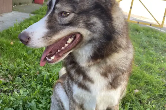 Объявления о пропавших и найденных животных, Калининград, фото: Собака найдена на ул. Суворова, Калининград