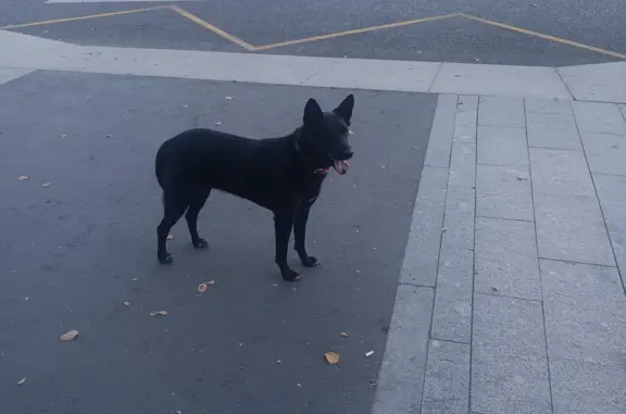 Собака найдена на Петровском бульваре, 23, Москва