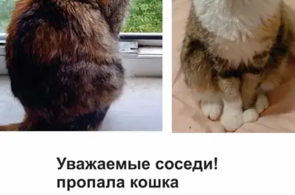 Пропала кошка Лаки на Железнодорожной ул., 34, Красногорск