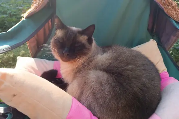 Пропала кошка в Перми, осторожна, зовут Сеня
