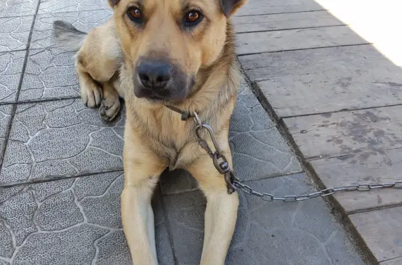 Пропала собака Рекс в Екатеринбурге