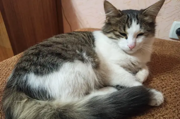 Найдена кошка Пушистая на Астраханском переулке, 16