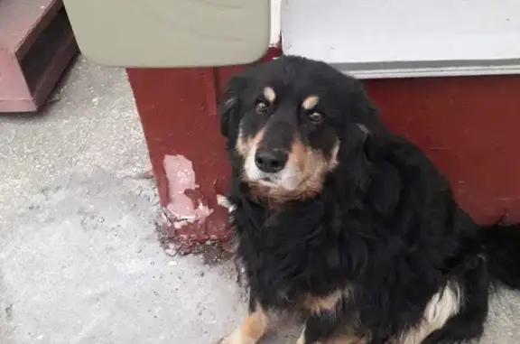 Пропала собака на Зверинецкой ул., 32, Москва