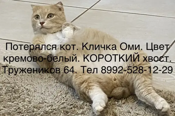 Пропала кошка Мальчик, кремово-белый, ул. Тружеников, Екатеринбург
