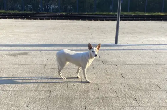 Найдена собака в Томилино, ул. Жуковского