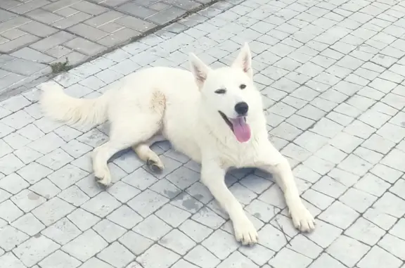 Пропала собака, ищу на Красноармейской улице, Мамадыш