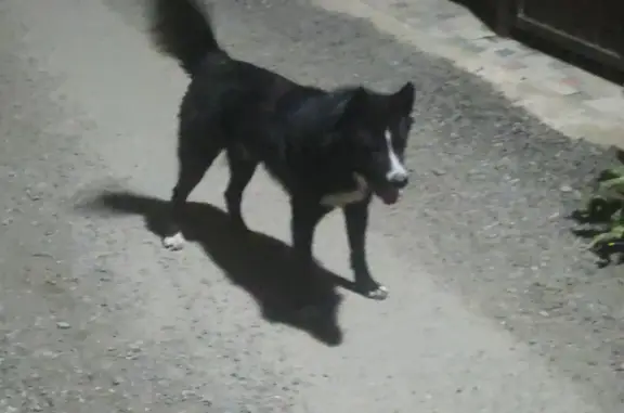 Найдена собака с разными глазами в Краснодарском крае