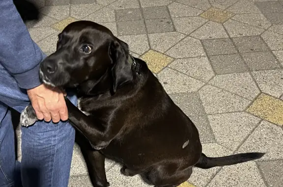 Собака Пепса пропала на набережной Адлера, Сочи