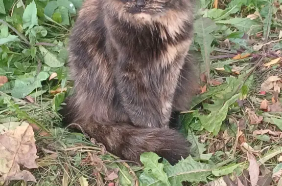Найдена молодая трехцветная кошка на ул. Первомайская, 19, Ивантеевка
