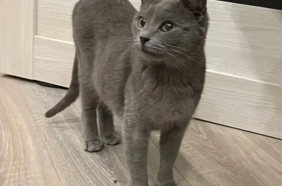 Найдена кошка похожа на русскую голубую кошку, ул. Космонавтов, 9, Липецк