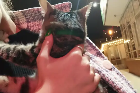 Найден котенок на ул. Щорса, 105, Екатеринбург