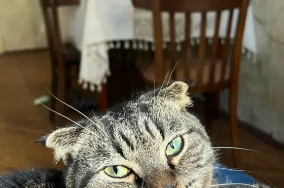 Кошки потеряшки, Санкт-Петербург, фото: Потеряшка котик, ул. Кропоткина, 11, СПб