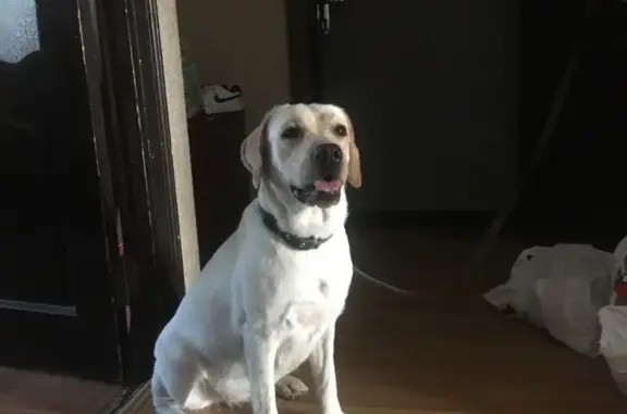 Найденные животные Краснодар, фото: Найдена собака породы Лабрадор возле Краснодарского суда, ул. Тургенева