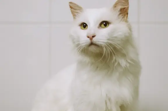 Найдена кошка Кот, ул. 10 лет Октября, Омск